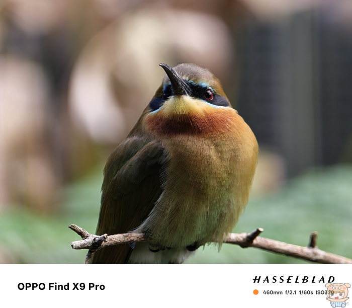 460mm 焦段數毛級畫質 - 動物園鳥類抓拍