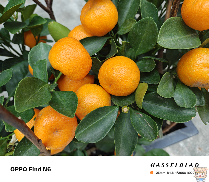 OPPO Find N6 相機拍攝美食