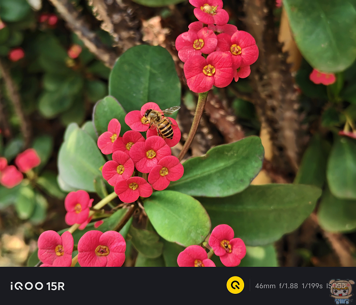 iQOO 15R 拍攝蜜蜂