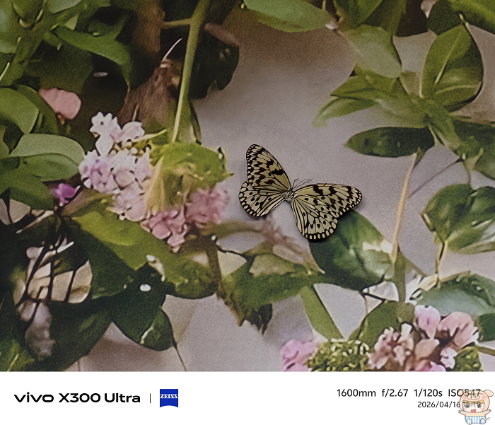vivo X300 Ultra 搭配蔡司增距鏡1600mm 焦段拍攝蝴蝶 