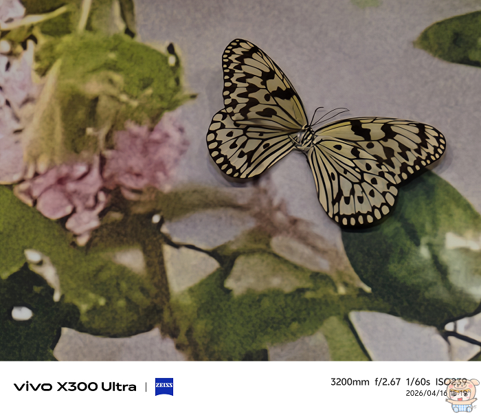 vivo X300 Ultra 搭配蔡司增距鏡3200mm 焦段拍攝蝴蝶 