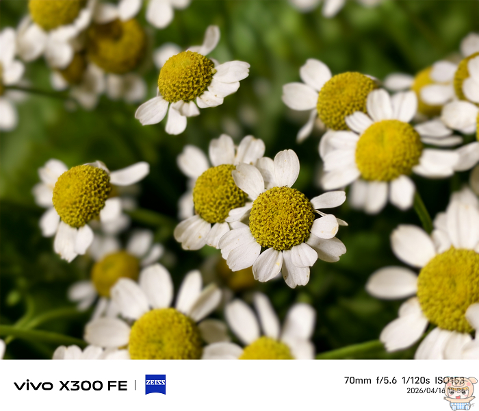 vivo X300 FE 長焦微距 70mm拍攝花朵展示