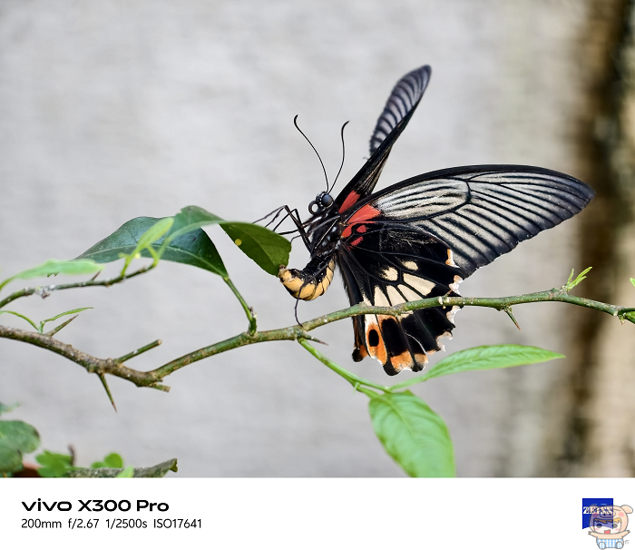 vivo X300 Pro 搭配蔡司 2.35x 增距鏡實拍測試 蝴蝶