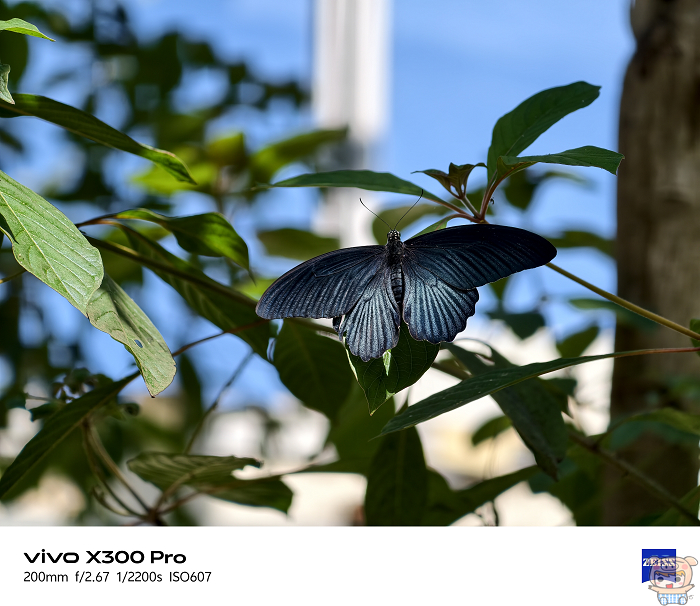 vivo X300 系列長焦壓縮感實測照片對比 200mm