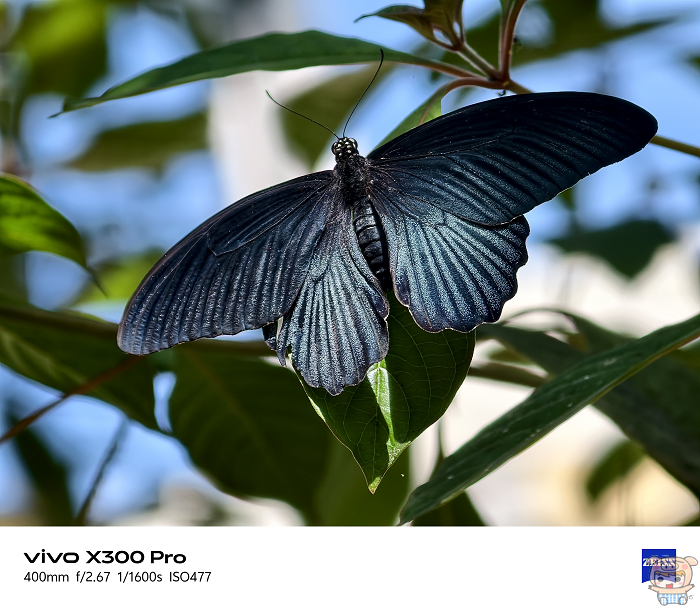 vivo X300 系列長焦壓縮感實測照片對比 400mm