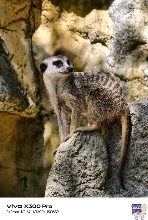 vivo 蔡司增距鏡遠攝 242mm 焦段細節解析 拍攝蒙狐