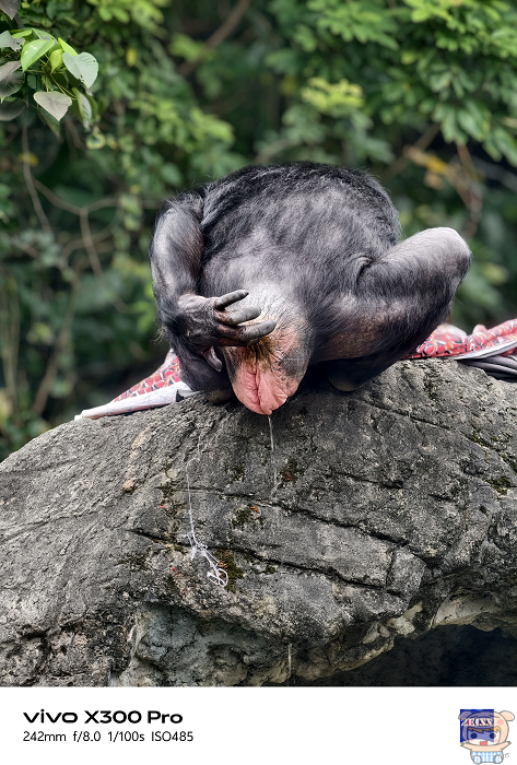 vivo 蔡司增距鏡遠攝 400mm 焦段細節解析 拍攝猩猩