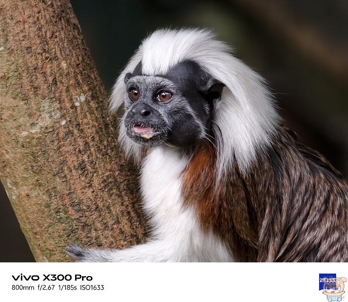 vivo 蔡司增距鏡遠攝 800mm 焦段細節解析