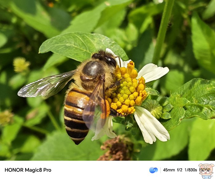 HONOR Magic8 Pro  2 億畫素長焦鏡頭用 45mm焦段拍攝蜜蜂