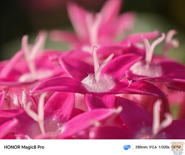 HONOR Magic8 Pro 相機用 230mm拍攝花蕊