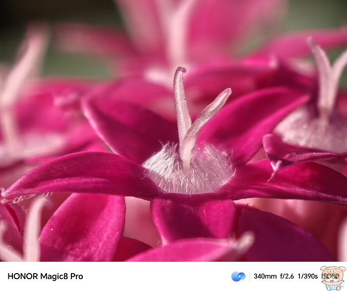 HONOR Magic8 Pro 相機用 340mm拍攝花蕊