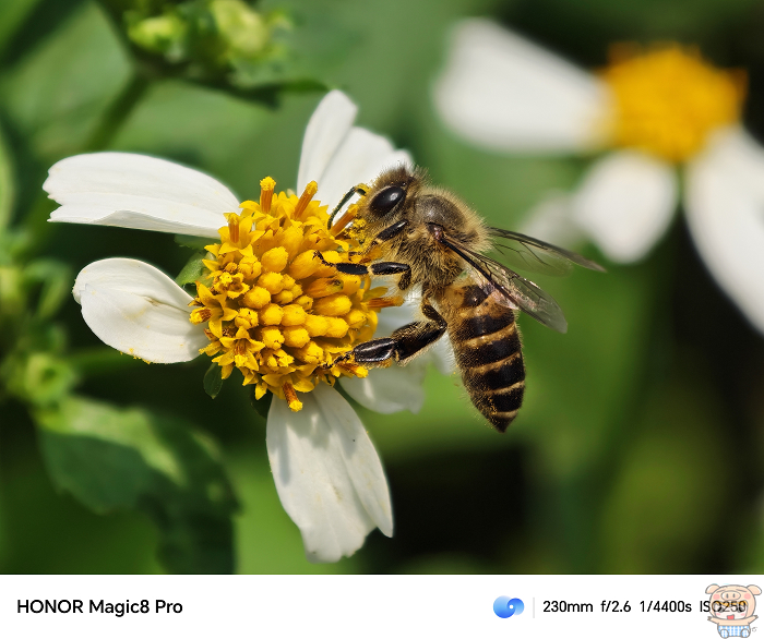 HONOR Magic8 Pro 2 億畫素長焦鏡頭實拍：45mm 焦段近距離拍攝蜜蜂細節