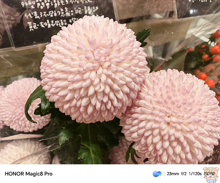 HONOR Magic8 Pro 微距模式拍攝花朵展示