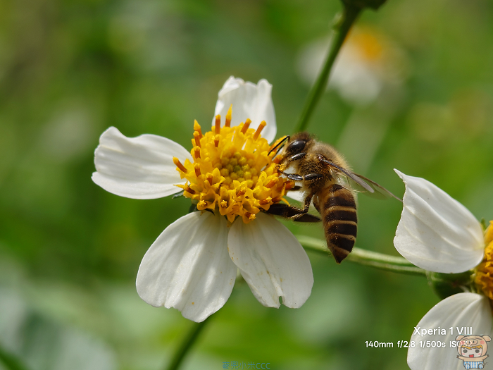 Xperia 1 VIII 用 140mm望遠鏡頭近距拍攝蜜蜂採蜜花粉細節