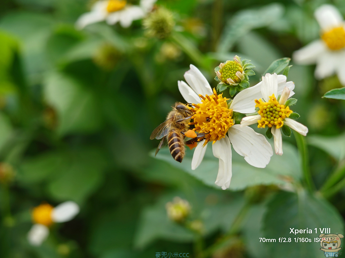 Xperia 1 VIII 用 70mm望遠鏡頭近距拍攝蜜蜂採蜜花粉細節