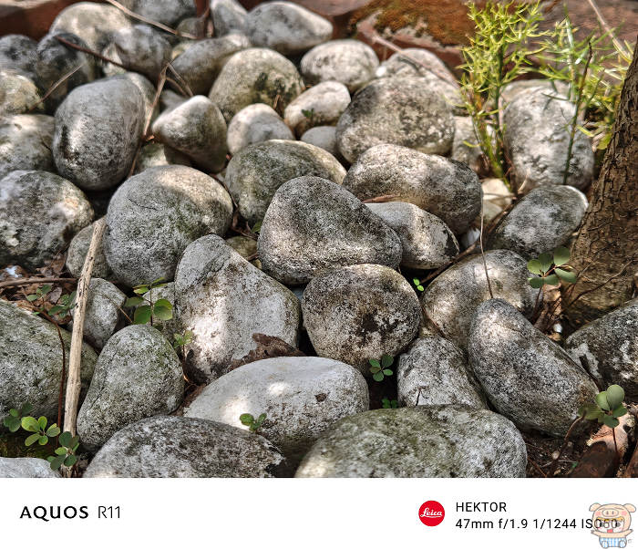 Sharp AQUOS R11 實拍照片,近距離花卉微距質感,展現大光圈自然背景虛化