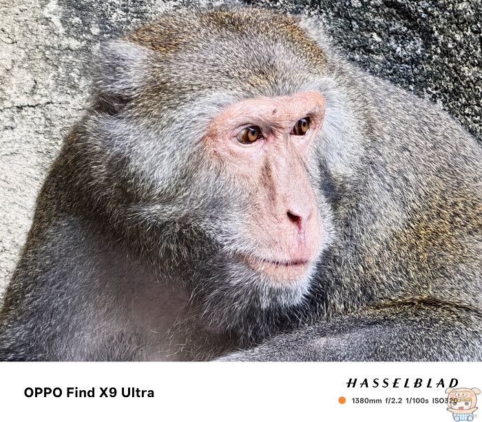 台北市立動物園猩猩 60x 1380mm 等效焦距毛髮與眼球細節實拍
