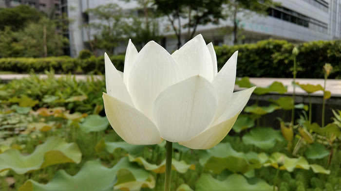 nEO_IMG_IMAG0131.jpg