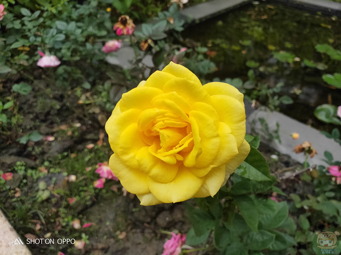 nEO_IMG_IMG20181127121035.jpg