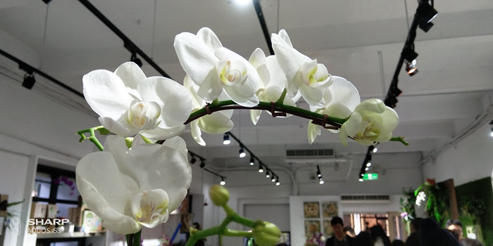 NEO_IMG_20180114_160910077.jpg
