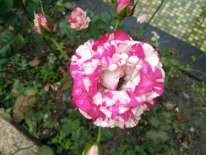 nEO_IMG_IMG20170424075757_1.jpg