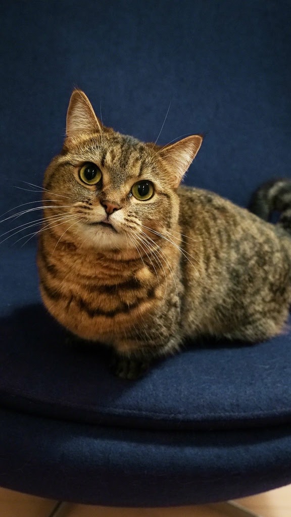 Xperia 10 V_sampleimage_auto_cat.jpg