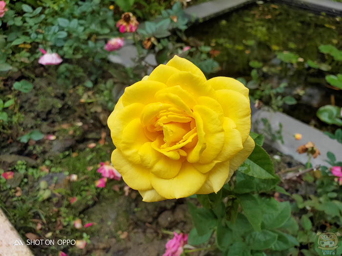 nEO_IMG_IMG20181127121038.jpg